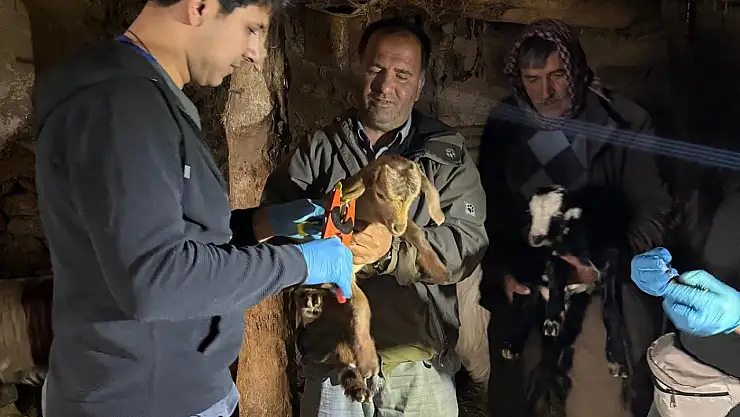 Elazığ'da aşılama ve küpeleme çalışmaları sürüyor