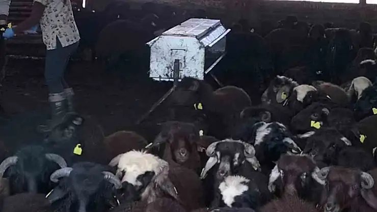 Elazığ'da aşılama ve küpeleme çalışmaları sürüyor