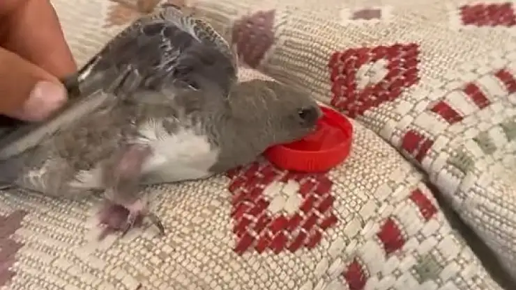 Elazığ'da atmaca sandığı ebabile su veren esnafın heyecanı gülümsetti