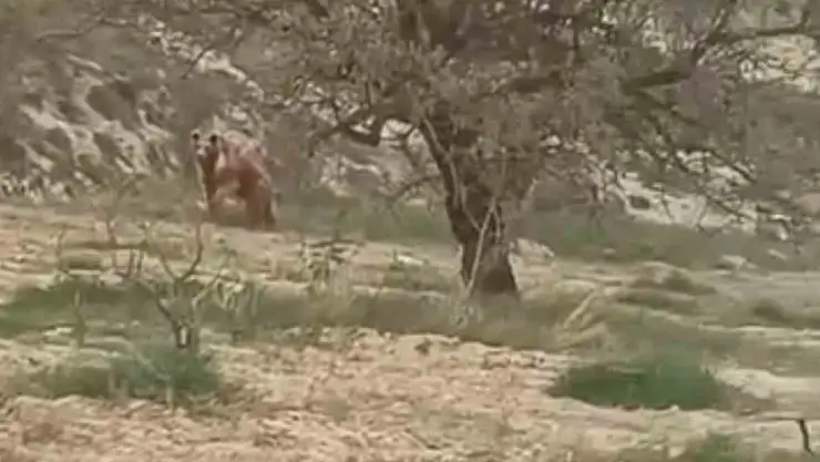 Elazığ'da ayı üzüm bağlarına dadandı