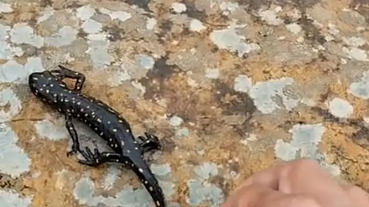 Elazığ'da benekli semender görüntülendi