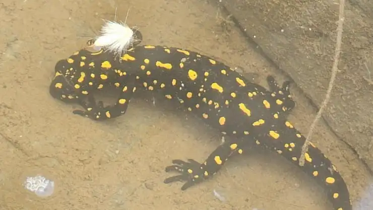 Elazığ'da benekli semender görüntülendi