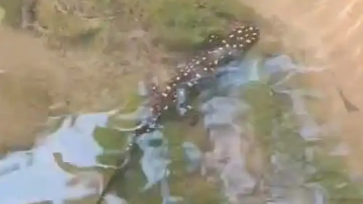 Elazığ'da benekli semender görüntülendi