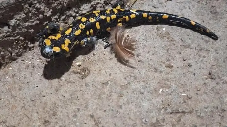 Elazığ'da benekli semender görüldü