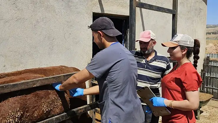 Elazığ'da besilik ithal hayvanlarda numune çalışması yapıldı