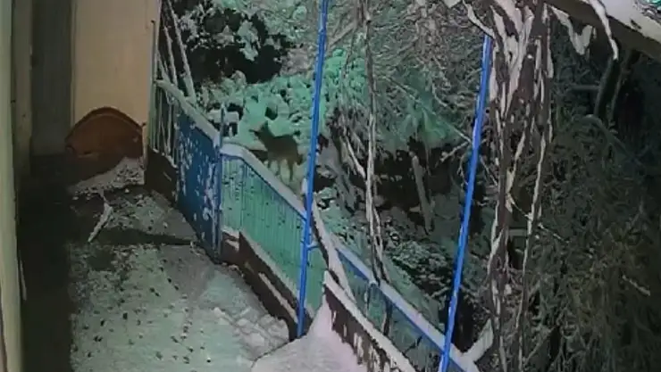 Elazığ'da çakalın tepsiyi çalma anı kamerada