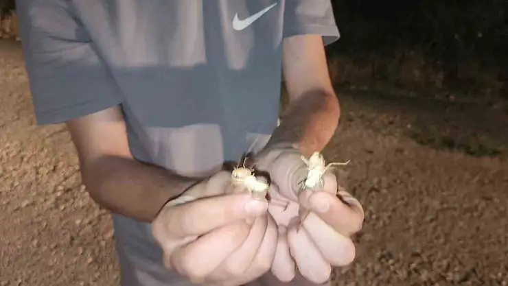 Elazığ'da çekirge istilası: Yüzlercesi yolu kapattı