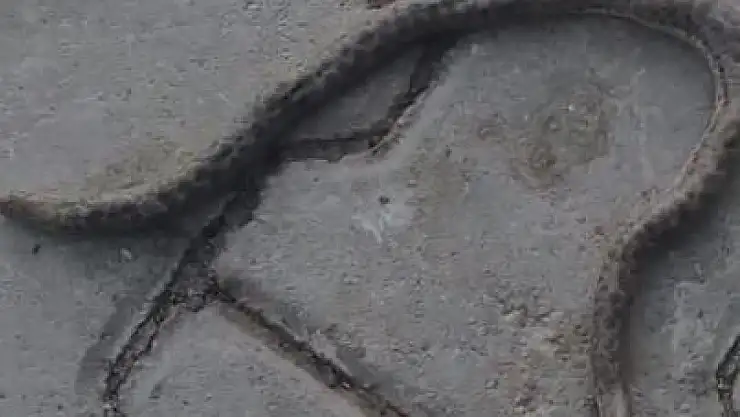 Elazığ'da çift başlı yılan tedirgin etti