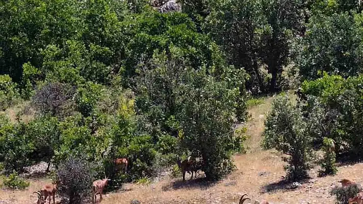 Elazığ'da dağ keçileri, görüntüleri ile hayran bıraktı