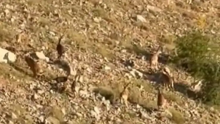 Elazığ'da dağ keçileri görüntülendi