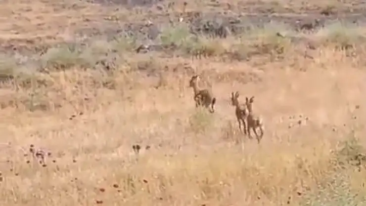 Elazığ'da dağ keçileri piknik alanlarına indi