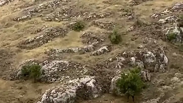 Elazığ'da dağ keçileri sürü halinde görüntülendi