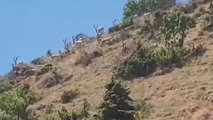 Elazığ'da dağ keçileri sürü halinde görüntülendi