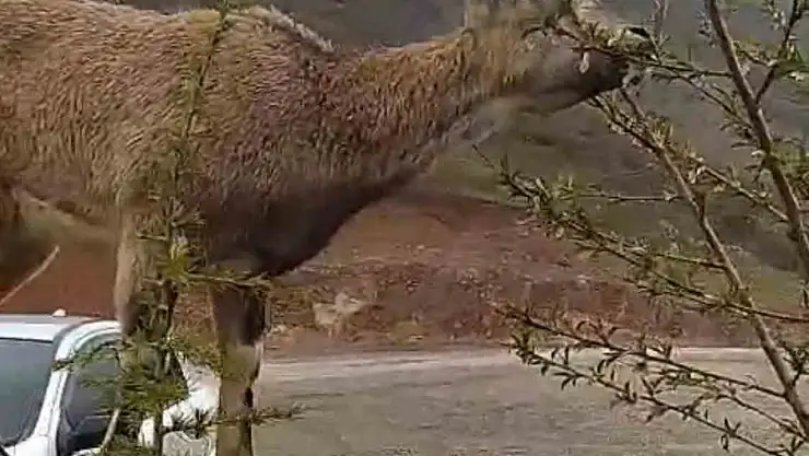Elazığ'da dağ keçisi evin duvarına tırmandı
