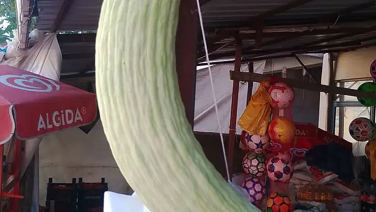 Elazığ'da dev acur hayrete düşürdü