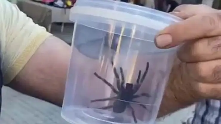 Elazığ'da dev etçil örümcek paniği