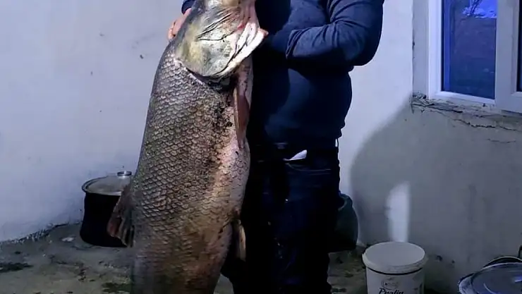 Elazığ'da dev turna balığı yakalandı: Ağırlığı 60 kilogram