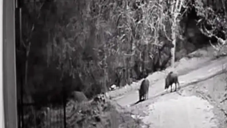 Elazığ'da domuz sürüleri görüldü