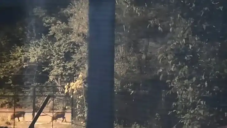 Elazığ'da domuz sürüsü yerleşim yerine indi