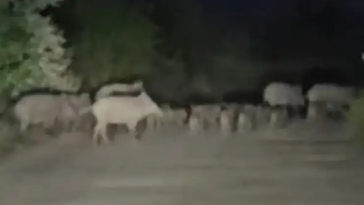 Elazığ'da domuz sürüsü yola indi