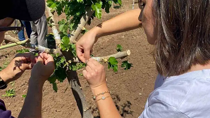 Elazığ'da dut bahçelerinde aşılama çalışması