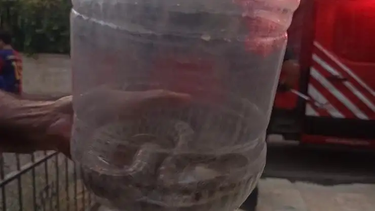 Elazığ'da engerek yılanı paniği