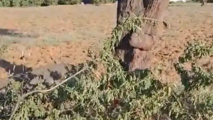 Elazığ'da fırtına ağacı ikiye böldü