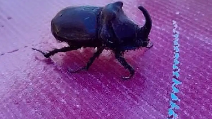 Elazığ'da gergedan böceği görüldü