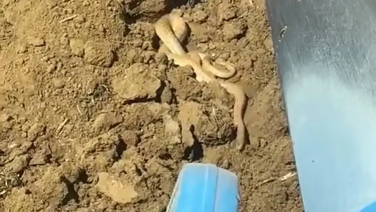 Elazığ'da hava ısındı, yılanlar ortaya çıktı