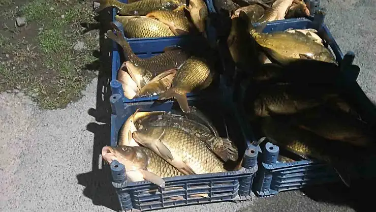 Elazığ'da kaçak avlanılan 210 kilo balık ele geçirildi