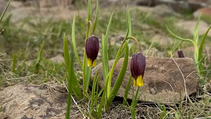 Elazığ'da Karakoçan ters lalesi inceleme çalışması