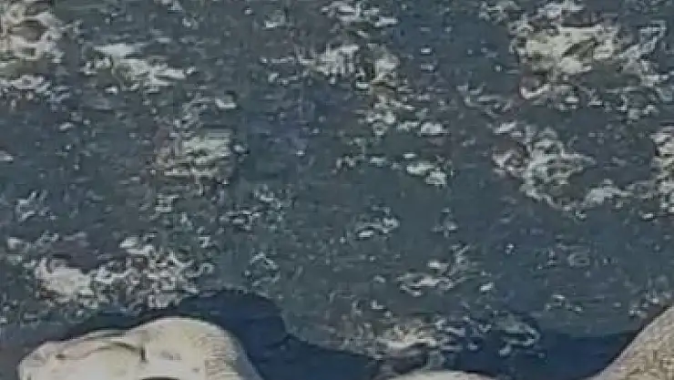 Elazığ'da karayoluna inen dev engerek korkuttu