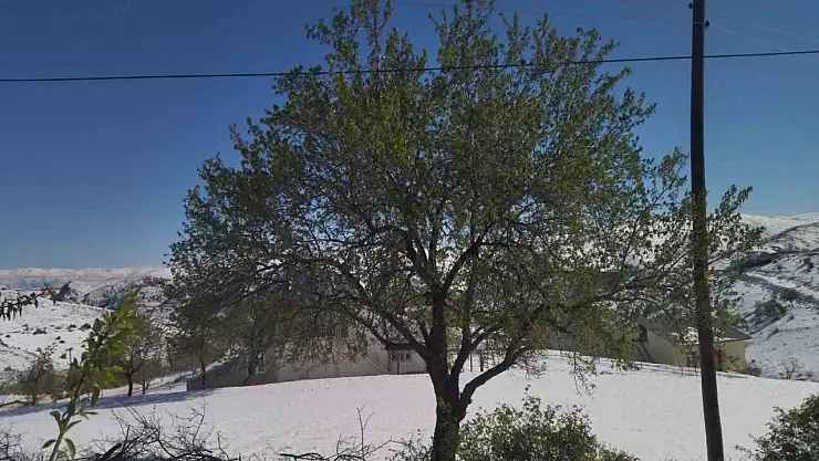 Elazığ'da kayısı, ceviz ve badem ağaçlarını 'kar' vurdu