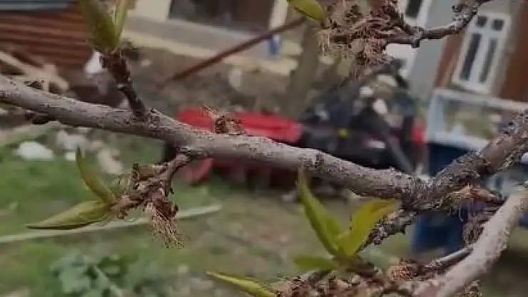 Elazığ'da kayısıyı don vurdu