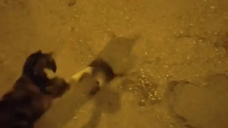 Elazığ'da kedinin fare ile oyunu kamerada