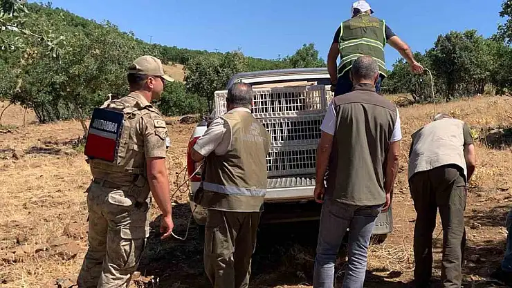 Elazığ'da kene ve zararlı böceklerle biyolojik mücadele çerçevesinde doğaya keklik salımı gerçekleşti