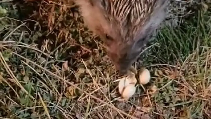 Elazığ'da kirpiyi fıstıkla beslediler