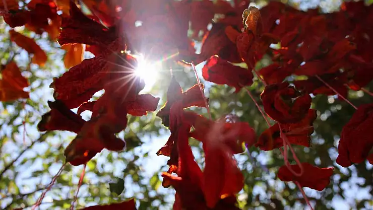 Elazığ'da kış hazırlıkları başladı: Kofik biberler asılmaya başladı
