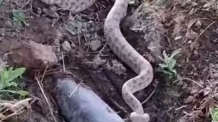 Elazığ'da koca engerek yılanı görüntülendi