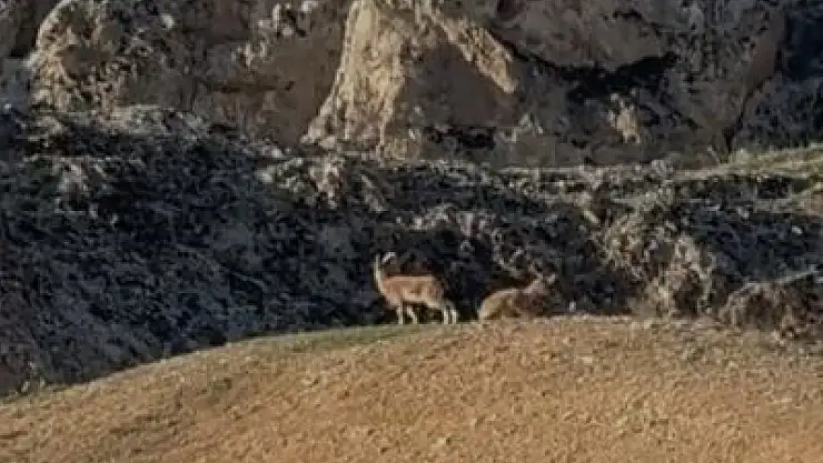 Elazığ'da koruma altındaki dağ keçileri sürü halinde görüntülendi