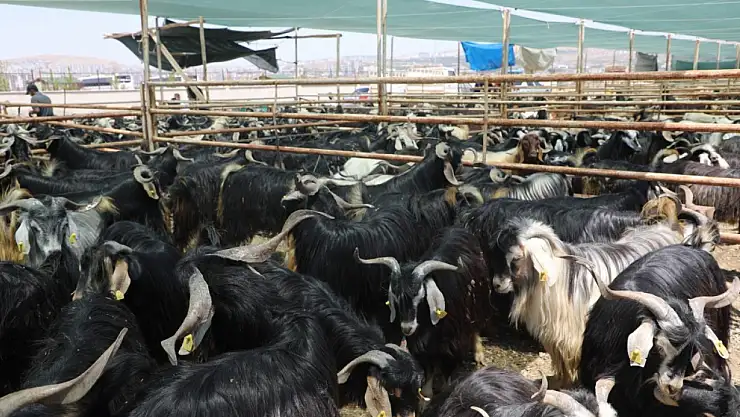 Elazığ'da kurban kesim alanları açıklandı
