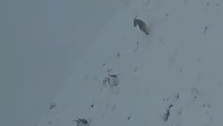 Elazığ'da kurt sürüsü köye indi