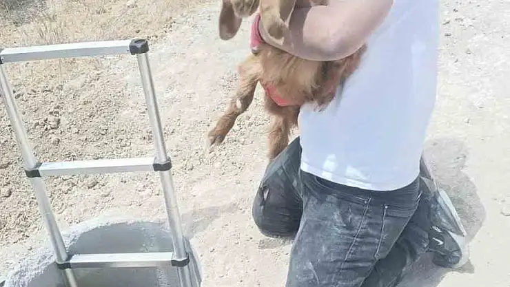 Elazığ'da kuyuya düşen keçi ve koyunları itfaiye kurtardı