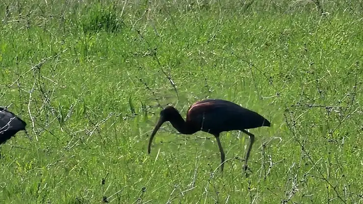 Elazığ'da nesli azalan çeltikçi kuşları görüntülendi