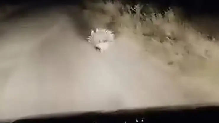 Elazığ'da nesli tükenme tehlikesi altında olan oklu kirpi görüntülendi