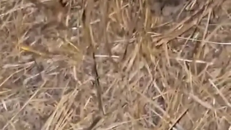 Elazığ'da sarıkız örümceği ile kedinin mücadelesi kamerada