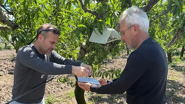 Elazığ'da şeftali güvesine karşı feromon tuzak