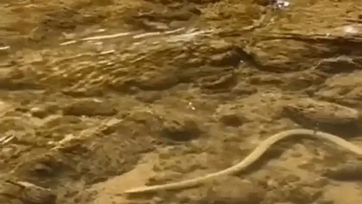Elazığ'da su yılanı balık avlarken görüntülendi
