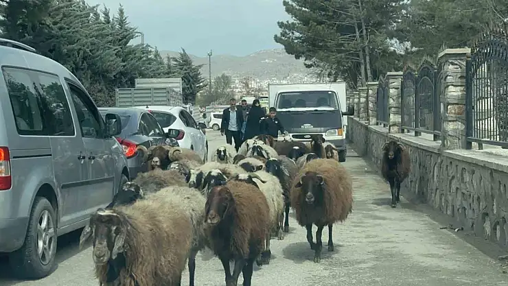 Elazığ'da trafikte sürpriz konuk: Koyun sürüsü şehir merkezinde yol kesti