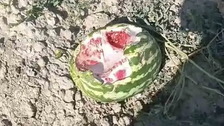 Elazığ'da yaban domuzları karpuz tarlalarına dadandı